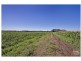 364 Pitt Town Bottoms Road, Pitt Town Bottoms NSW 2756