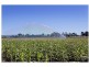 364 Pitt Town Bottoms Road, Pitt Town Bottoms NSW 2756