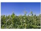 364 Pitt Town Bottoms Road, Pitt Town Bottoms NSW 2756