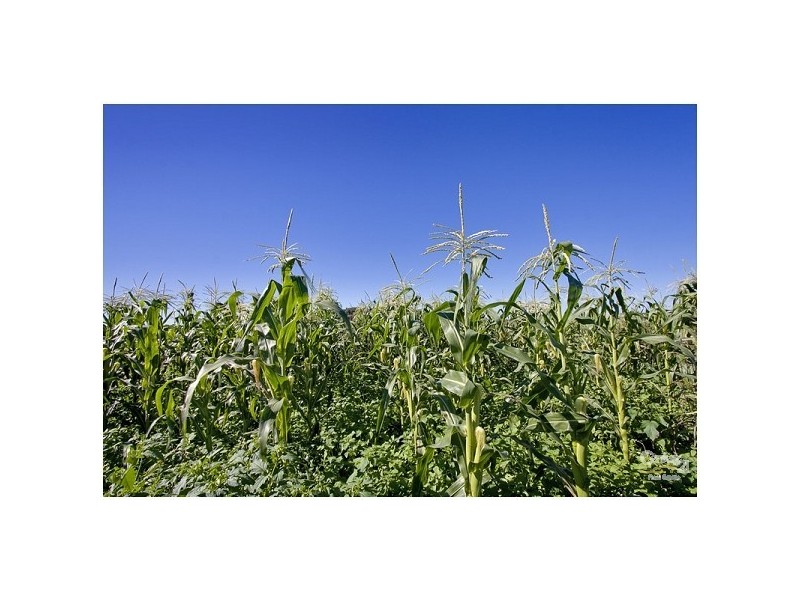 364 Pitt Town Bottoms Road, Pitt Town Bottoms NSW 2756