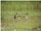 Spring Grove NSW 2470
