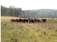 Lot 9 Old Tenterfield Road, Busbys Flat NSW 2469