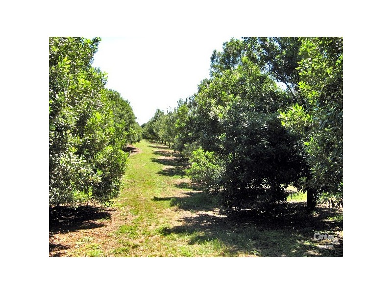 1313 Dunoon Road, Dunoon NSW 2480