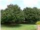 498 Cowlong Road, Mcleans Ridges NSW 2480