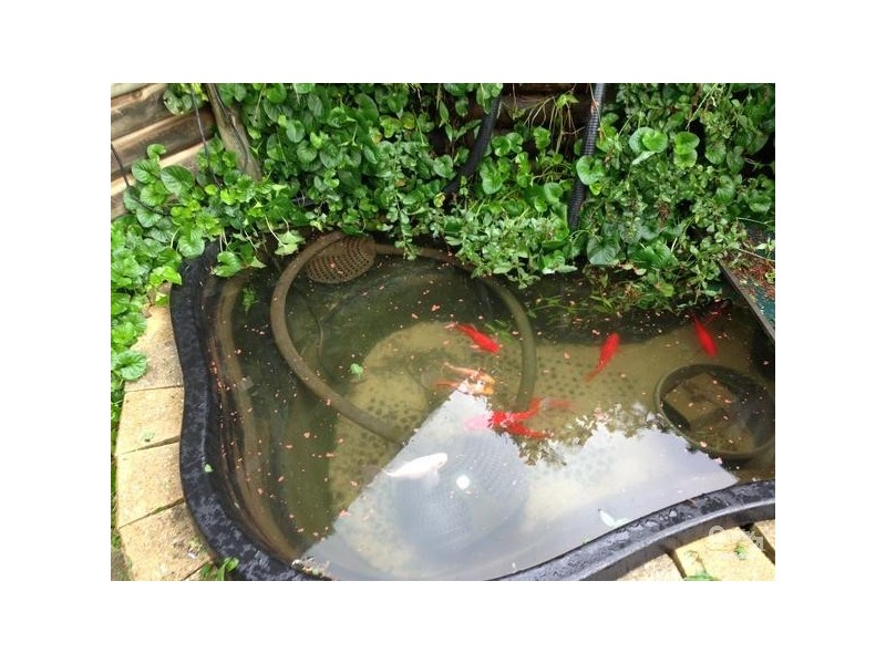 3 Amy Place, Narellan Vale NSW 2567