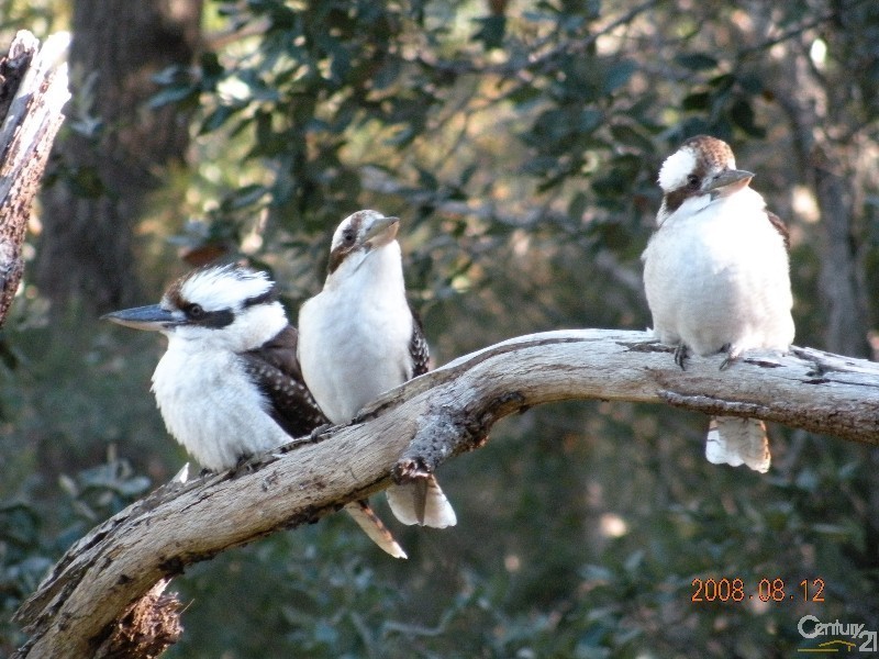 4 Barkala Road, Bayview NSW 2104