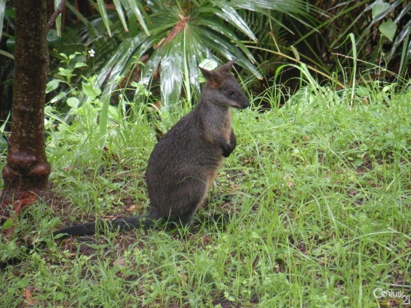 4 Barkala Road, Bayview NSW 2104