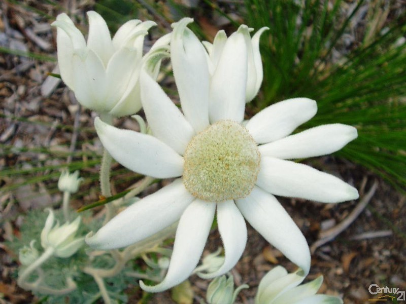 4 Barkala Road, Bayview NSW 2104