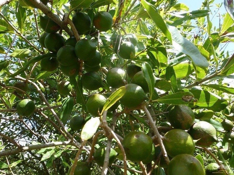 Alstonville NSW 2477