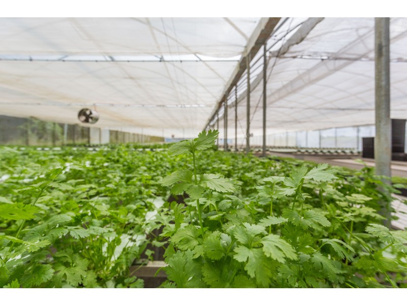 Alstonville NSW 2477