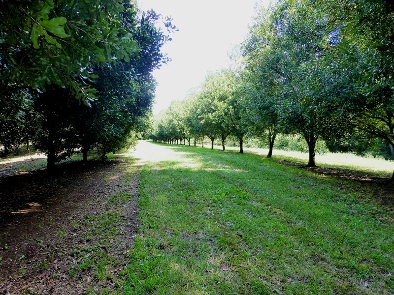 379 Pearces Creek Road, Alstonville NSW 2477