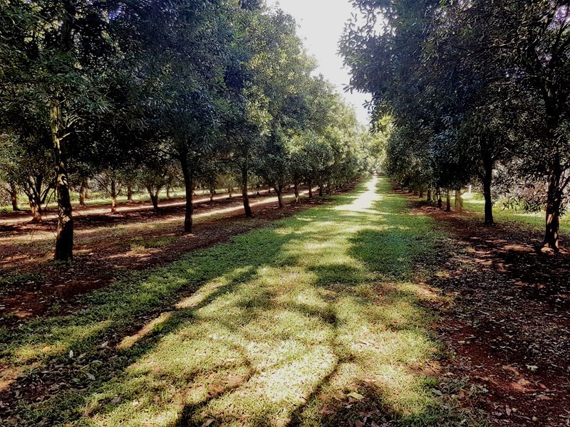 379 Pearces Creek Road, Alstonville NSW 2477