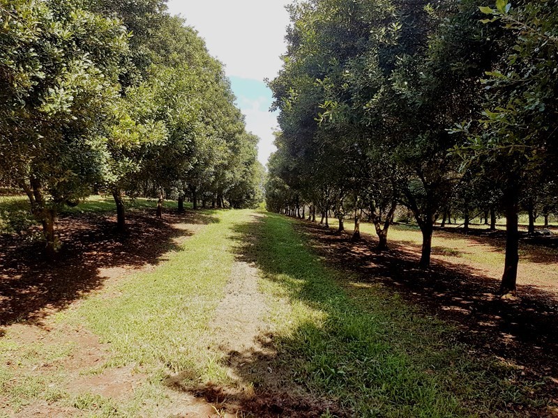 379 Pearces Creek Road, Alstonville NSW 2477