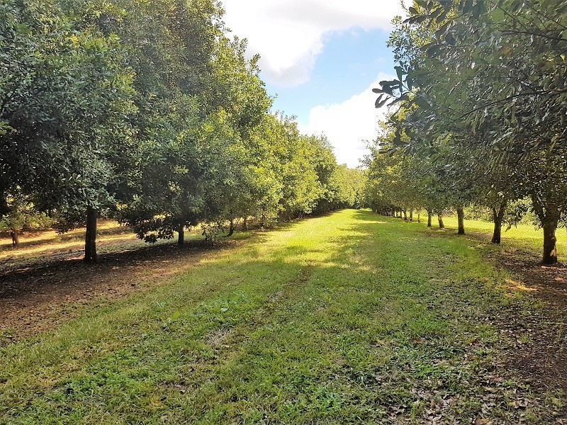 379 Pearces Creek Road, Alstonville NSW 2477