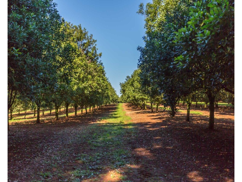 Mcleans Ridges NSW 2480