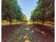 Mcleans Ridges NSW 2480