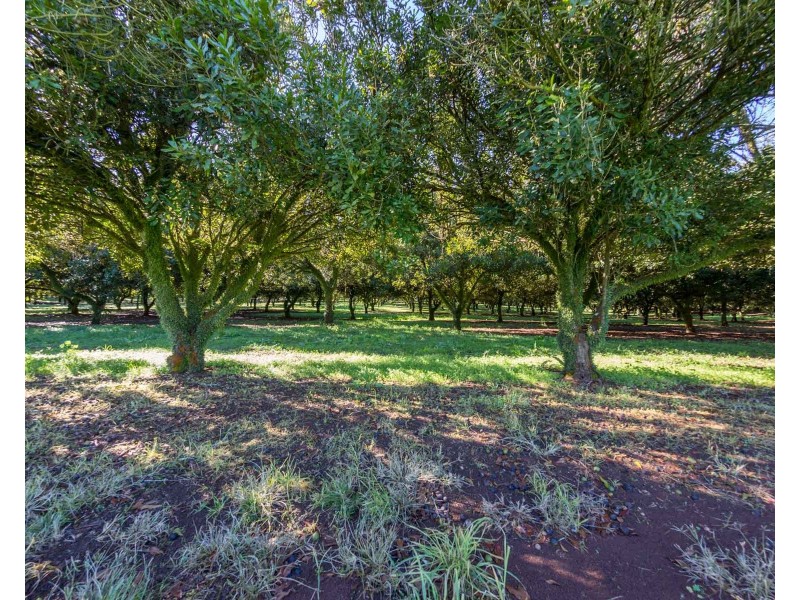 Mcleans Ridges NSW 2480