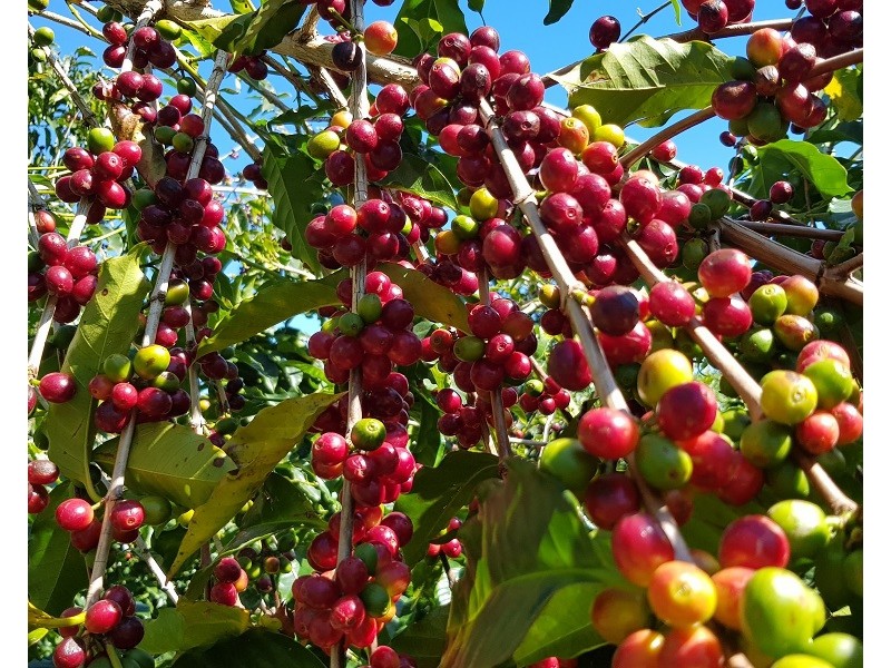 Mountain Top NSW 2480