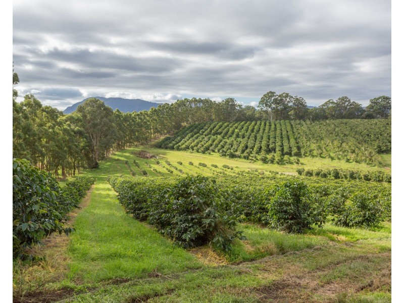 Mountain Top NSW 2480