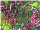 Dalwood NSW 2477