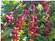 Dalwood NSW 2477