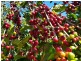 Dalwood NSW 2477