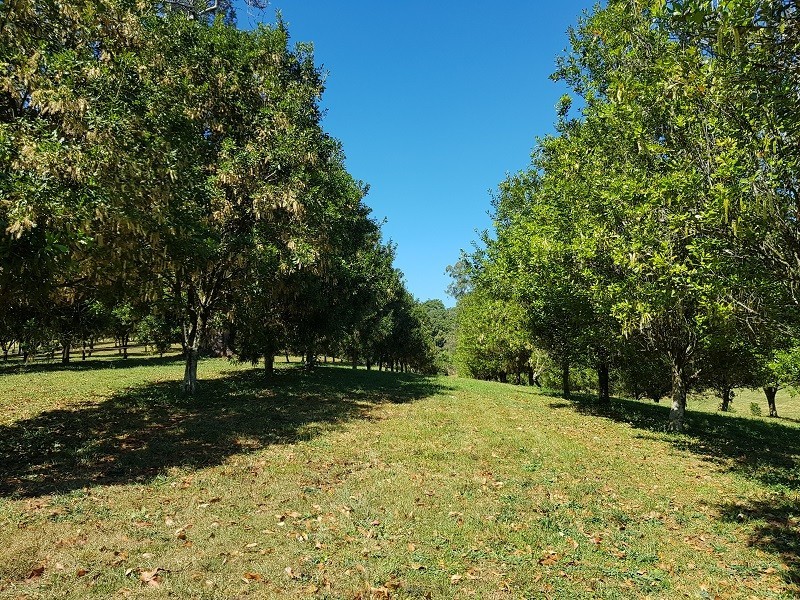 1555 Dunoon Road, Dunoon NSW 2480