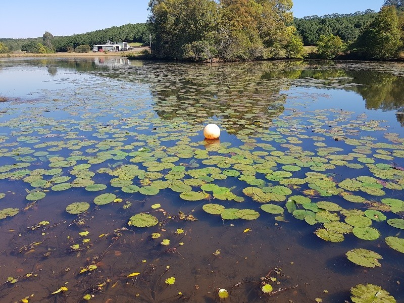 1555 Dunoon Road, Dunoon NSW 2480