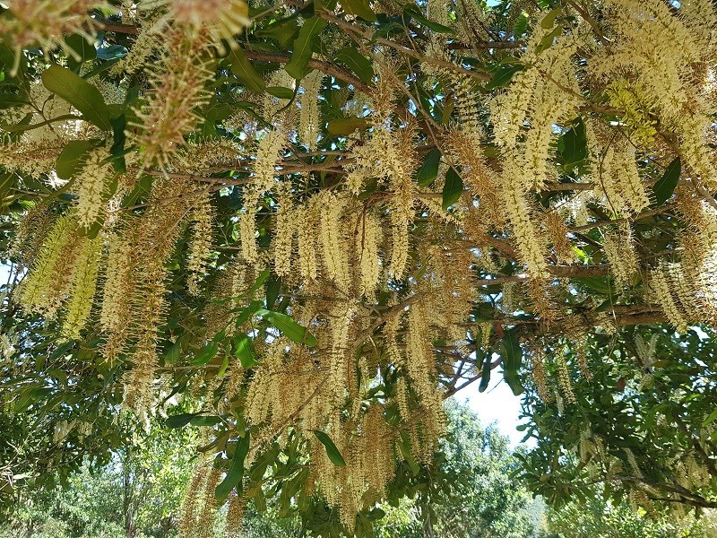 1555 Dunoon Road, Dunoon NSW 2480