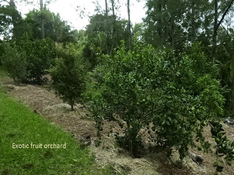 519 Pearces Creek Road, Alstonville NSW 2477