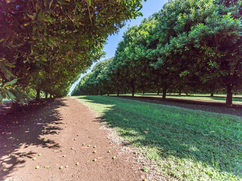 Booerie Creek NSW 2480