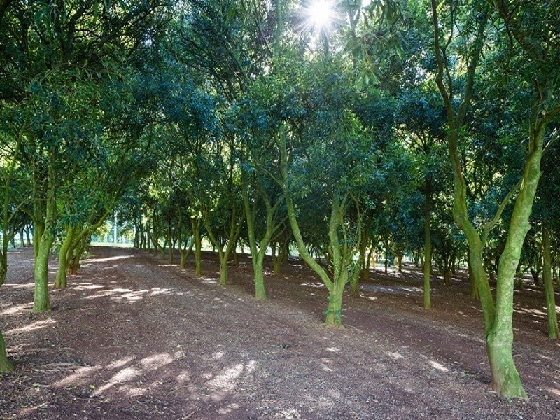 147 Fraser Road, Dunoon NSW 2480