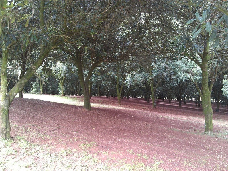 147 Fraser Road, Dunoon NSW 2480