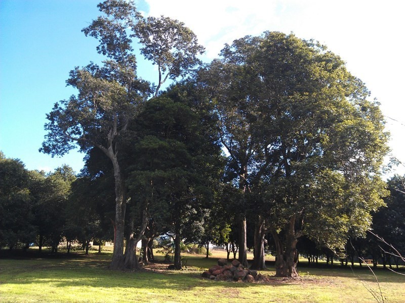 147 Fraser Road, Dunoon NSW 2480