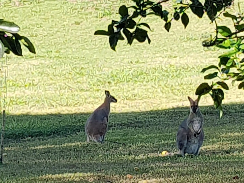 50 Rocky Creek Dam Road, Dunoon NSW 2480