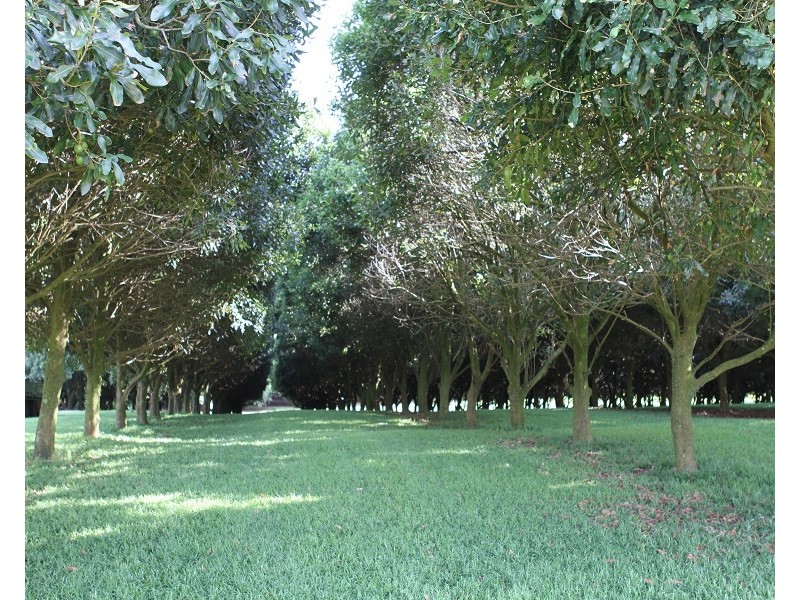 25 Batrel Road, Mcleans Ridges NSW 2480