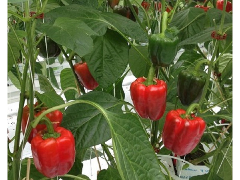 167 Rous Road, Alstonville NSW 2477