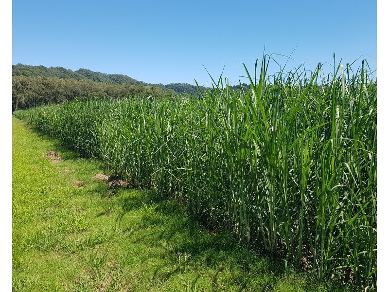 Lot 8 Whytes Lane, Pimlico NSW 2478