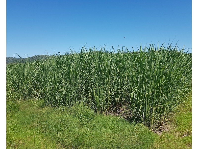 Lot 8 Whytes Lane, Pimlico NSW 2478