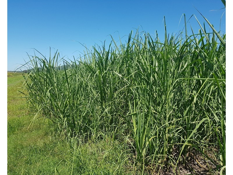 Lot 8 Whytes Lane, Pimlico NSW 2478