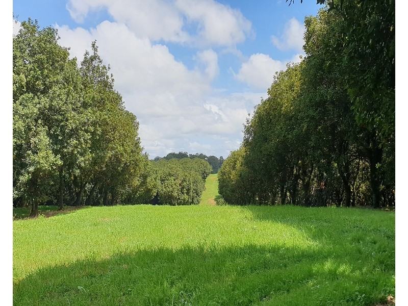 Lots 3 and 4 Frank Street, Alstonville NSW 2477