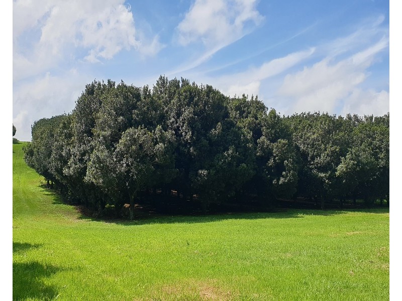 Lots 3 and 4 Frank Street, Alstonville NSW 2477