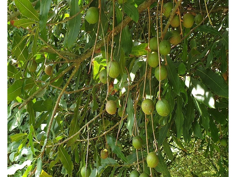 Lots 3 and 4 Frank Street, Alstonville NSW 2477