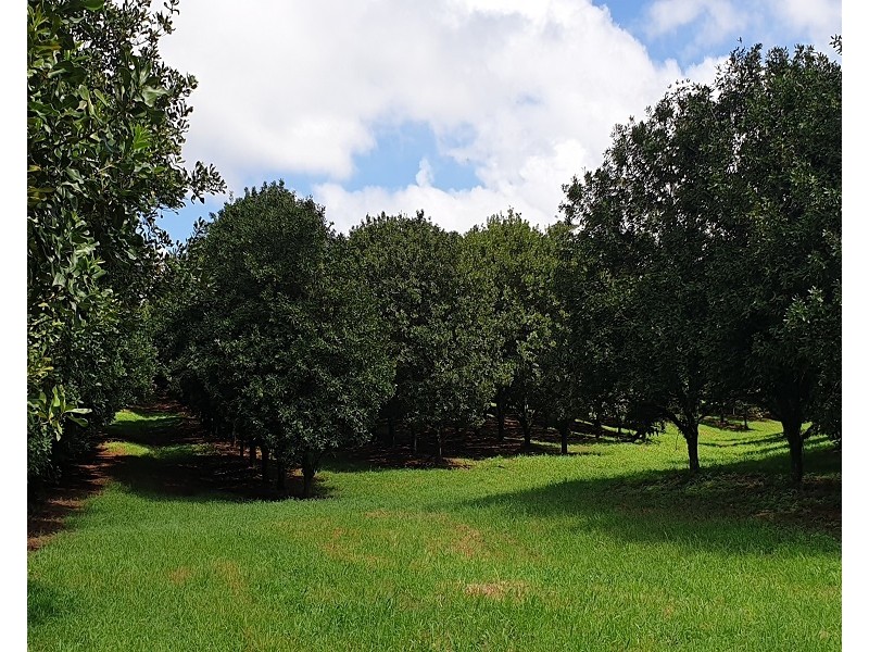 Lots 3 and 4 Frank Street, Alstonville NSW 2477