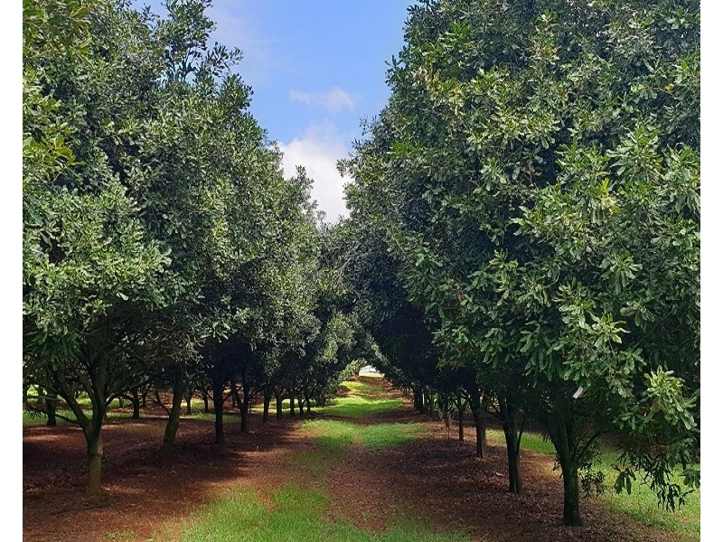 Lots 3 and 4 Frank Street, Alstonville NSW 2477