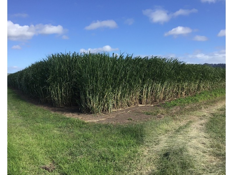 Lot 11 Pimlico Road, Pimlico NSW 2478