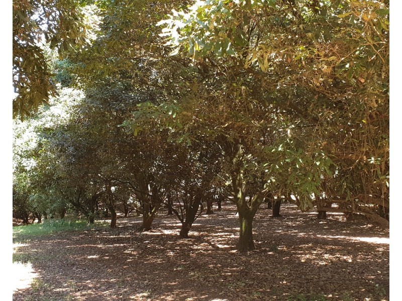 1360 Lismore Road, Clunes NSW 2480