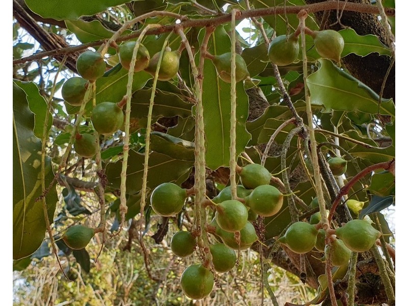 1360 Lismore Road, Clunes NSW 2480