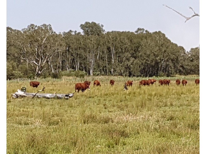Lot 100 and 101 Bungawalbin-Whiporie Road, Bungawalbin NSW 2469