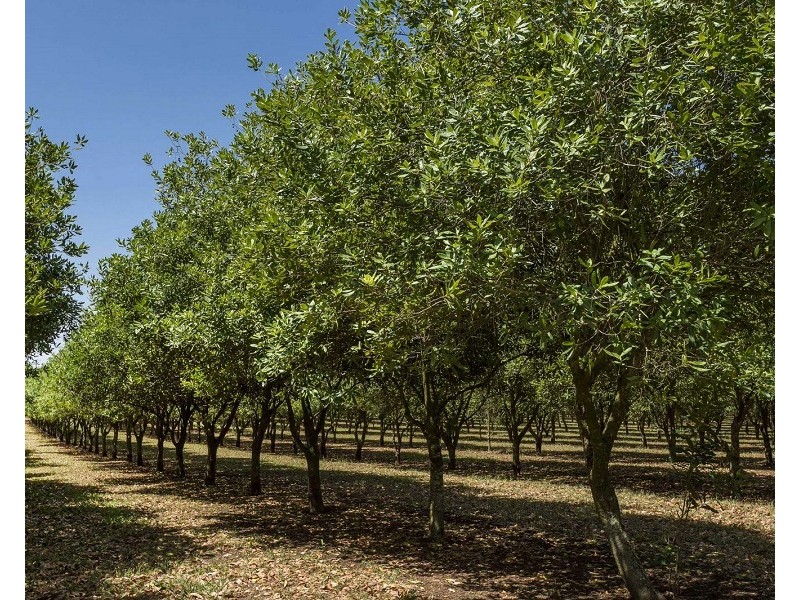 373 Ellis Road, Alstonville NSW 2477